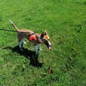 Lovely cross whippet/ terrier dog -2