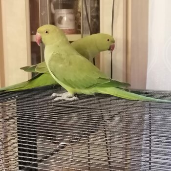 Two African Parrots for sale