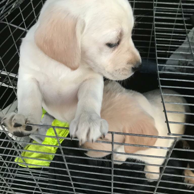 6 Stunning Labrador/ Golden Retriever Pups