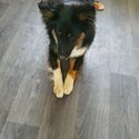 Beautiful tricolor collie-1