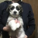 Malshi x Shih Tzu-5