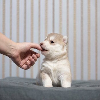 Available little Siberian husky hamsters! Pedigree FCI, tested.  1 girl and 2 boys fawn-white Oct 30