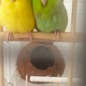 Parrotlets for sale-2