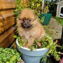 Cute Pomeranian Puppies-4