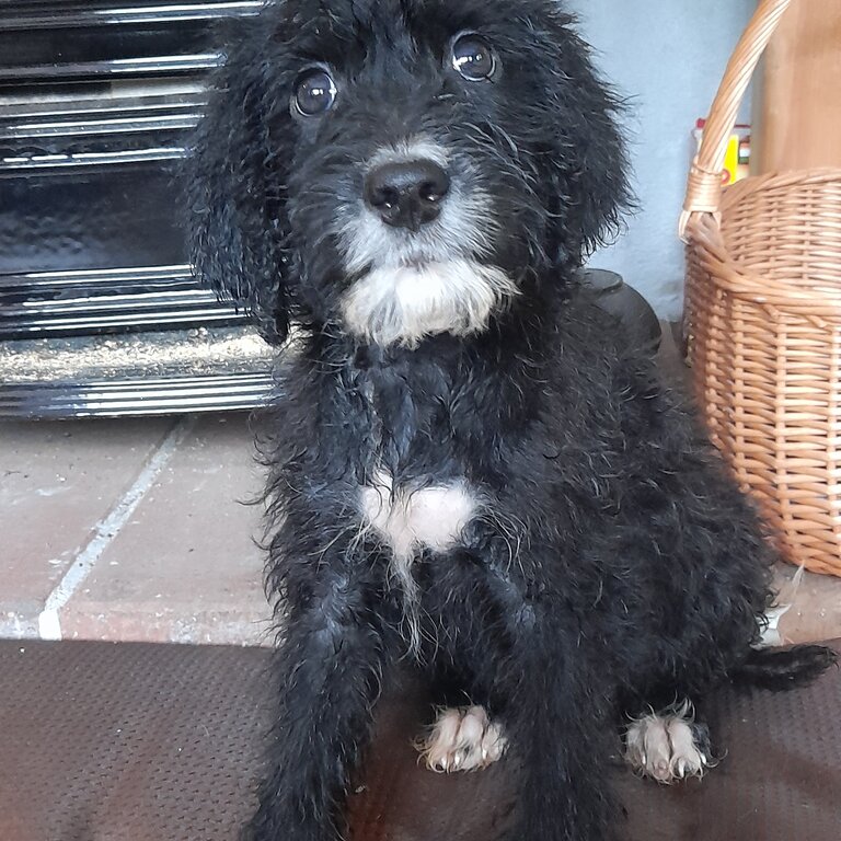 Beautiful labradoodle pups