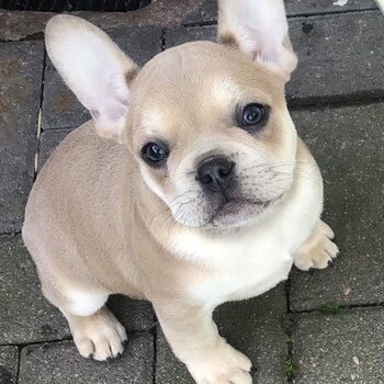 French Bulldog Puppies