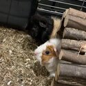 2 female Guinea pigs with cage-2