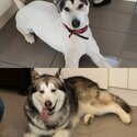 8 year old unneutered Malamute for Adoption-0