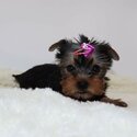 Registered Yorkie Puppies for Adoption-2