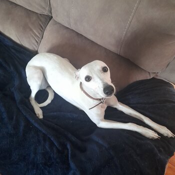 Whippet 