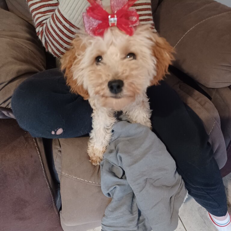 Cavapoo very friendly lovely girl. Very active and playful. Very affictionate