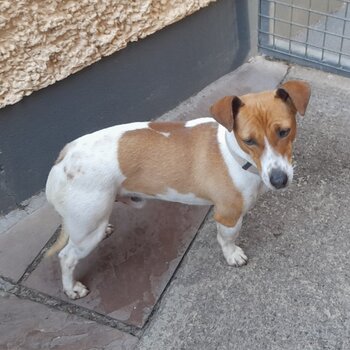 15 month old male Jack Russell. Microchipped, white nd brown in colour, he is not neutered 