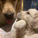 Beautiful Golden Retriever Puppies -2