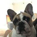 French bulldog-2