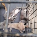 Puppies for sale-0