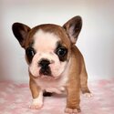 French bulldog puppy -4