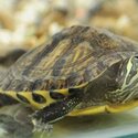 Yellow bellied slider turtle &amp; freshwater terrapin -1