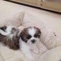 Lola The Purebred Female Shih Tzu Puppy-1