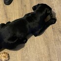 Black female Labrador -1