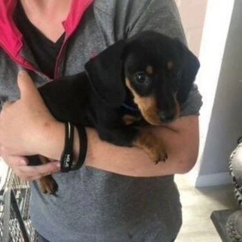 Miniature dachshund short haired 