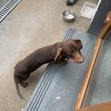 Dachshund miniature -3