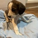 Jack Russel pup looking for a new home ASAP-0