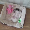 Lola The Purebred Female Shih Tzu Puppy-0