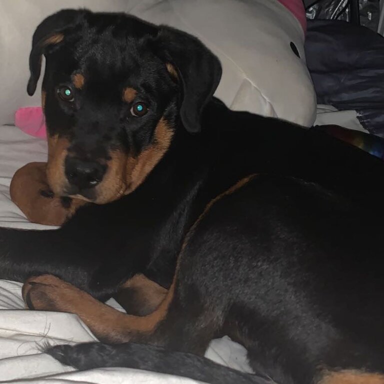 Rottweiler for sale