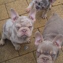 French bulldogs -1