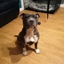 Staffordshire bull terrier -3