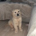 Beautiful IKC (pending) Golden retriever puppies-6