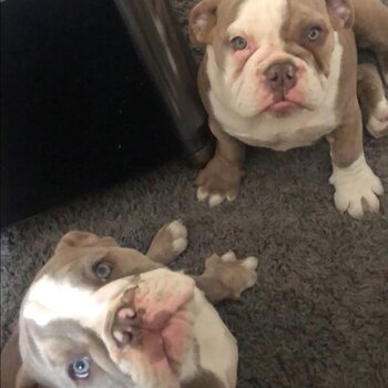 British bulldog for sale 