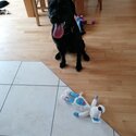 Black lab for sale Rocky -2