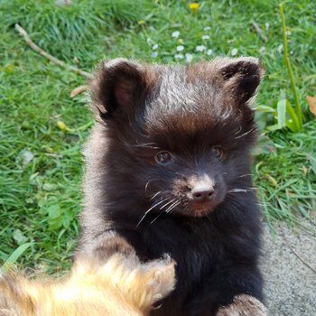 Pomeranian puppies 