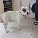 English bull terrier/English bulldog cross-0