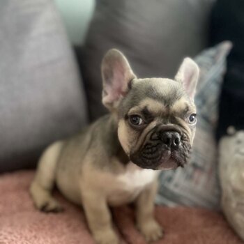 French Bulldogs for sale 