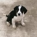 Collie x springer spaniel pups-5