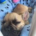 French Bulldog Puppy for sale in Dublin, IKC registered -0