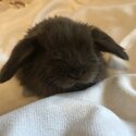 Purebred mini lops-1