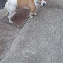 15 month old male Jack Russell. Microchipped, white nd brown in colour, he is not neutered -2