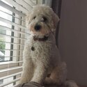 GoldenDoodle looking for a new home-0