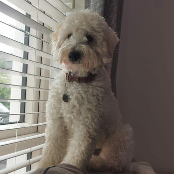 GoldenDoodle looking for a new home