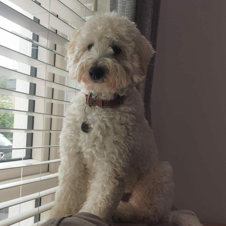 GoldenDoodle looking for a new home