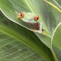 Red Eye Tree Frogs (Agalychnis callidryas)-1