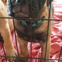 Stunning Bullmastiff pups-2