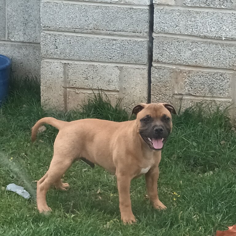 Staffordshire bull terrier 