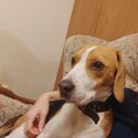 Beagle for good home -2