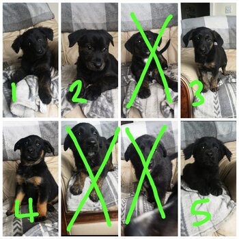 5 female puppies for sale, Sean 0852646581