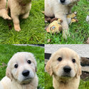 Beautiful IKC (pending) Golden retriever puppies-1