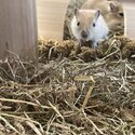 Female gerbils for sale! -5